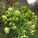 Wood Spurge - Photo (c) alice86, all rights reserved