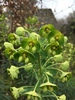 Wood Spurge - Photo (c) alice86, all rights reserved