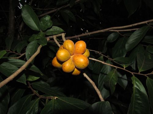Sapranthus campechianus
