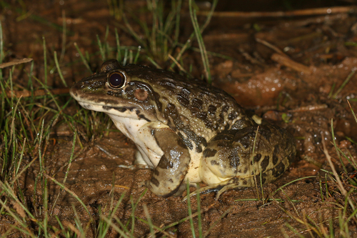 Indus Valley Bullfrog