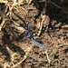 Milpiés Azul de Bosque Nublado - Photo (c) Luis Manuel, todos los derechos reservados