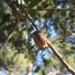 photo of California Mantis (Stagmomantis californica)