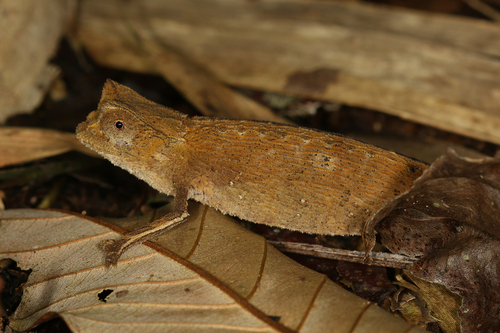 Marojejy Leaf Chameleon