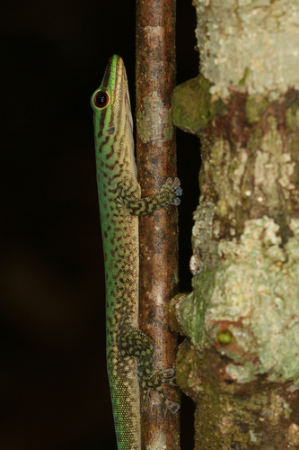 Speckled Day Gecko