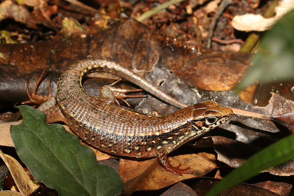 Red-legged Girdled Lizard (Zonosaurus rufipes) · iNaturalist