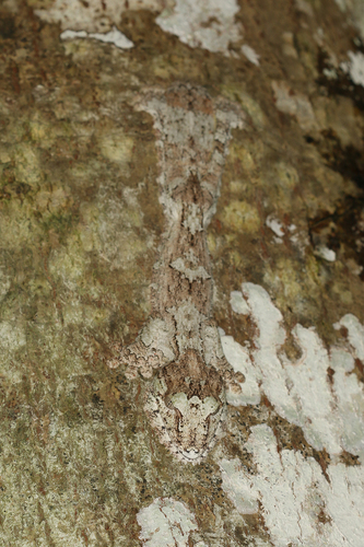Giant Mossy Leaf-tailed Gecko