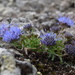 Jasione crispa arvernensis - Photo (c) Sofia Rossi, all rights reserved, uploaded by Sofia Rossi