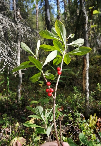 Mezereon