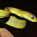 Green Cat Snake - Photo (c) Akrachai Aksornneam, all rights reserved, uploaded by Akrachai Aksornneam