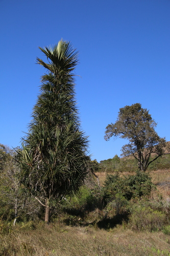 Pandanus pulcher