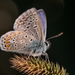 Polyommatus icarus - Photo (c) Andrey Kuzmin, όλα τα δικαιώματα διατηρούνται, uploaded by Andrey Kuzmin