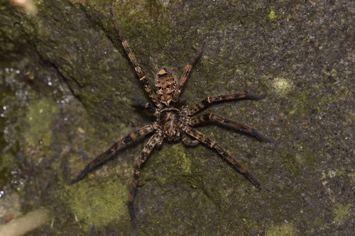 Sinopoda koreana · iNaturalist