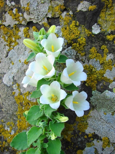 woolly bellflower (Campanula lanata)