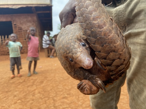 White-bellied Pangolin