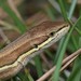 Mountain Grass Lizard - Photo (c) Wonwoong Kim, all rights reserved, uploaded by Wonwoong Kim