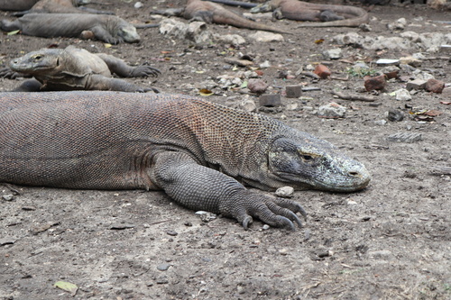 Komodo Dragon — seen at this dive site
