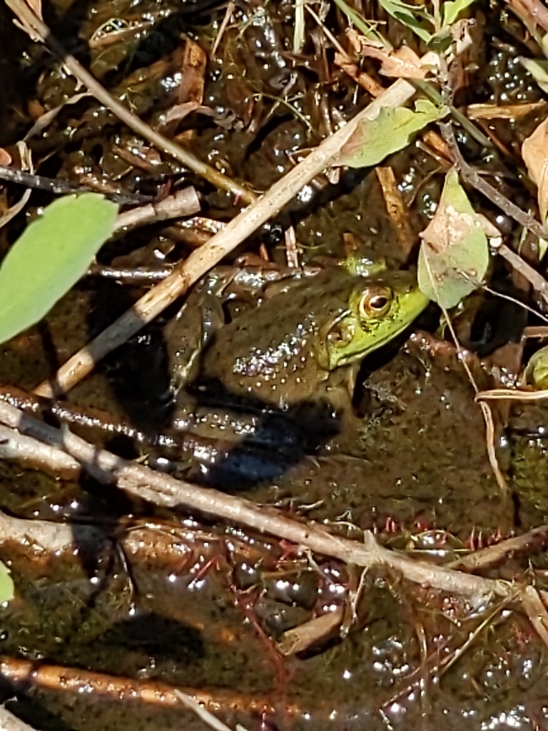 American Bullfrog from Seal Cove, Tremont, ME 04674, USA on August 01 ...