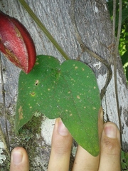 Passiflora cisnana image