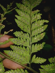 Image of Dryopteris patula