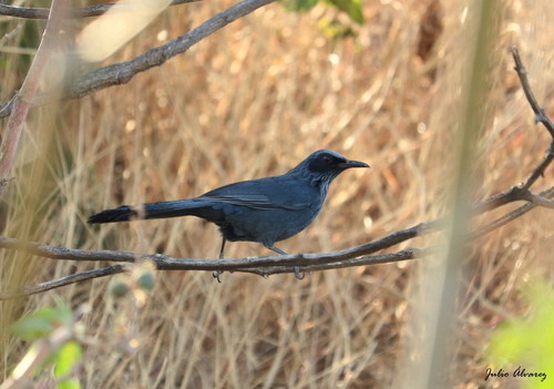 Blue Mockingbird