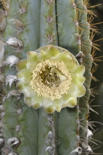 Pilosocereus catingicola ssp. salvadorensis