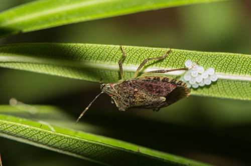 photo of Brown Marmorated Stink Bug (Halyomorpha halys)