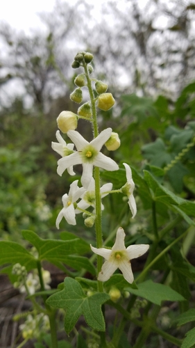 iNaturalist observation photo of Chilicothe