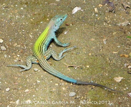 Blackbelly Racerunner