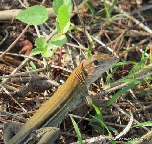 Mexican Racerunner