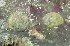 Image of Bostrycapulus calyptraeformis