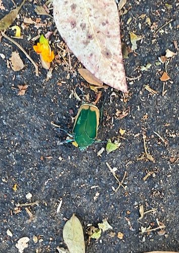 photo of Green June Beetles (Cotinis)
