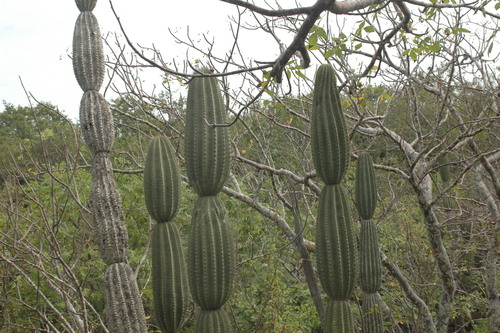 Jasminocereus thouarsii image