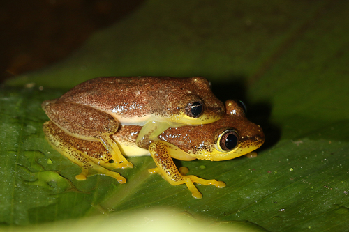 Andasibe Reed Frog