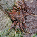 Oregonia gracilis - Photo (c) Wendy Feltham, todos los derechos reservados, uploaded by Wendy Feltham