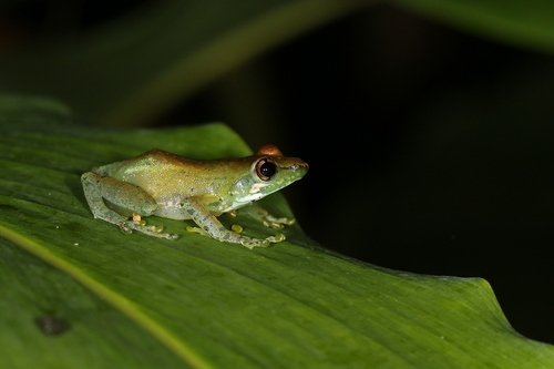 Free Madagascar Frog