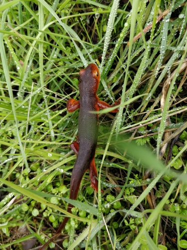 iNaturalist observation photo of Sierra Newt