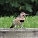 Northern Yellow-shafted Flicker - Photo (c) Christine Warren, all rights reserved, uploaded by Christine Warren