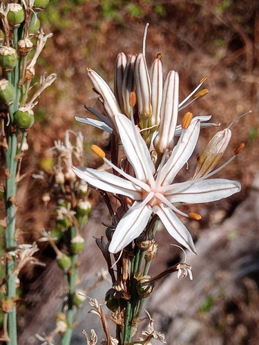 Summer Asphodel (Asphodelus aestivus)