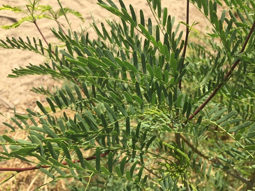 western honey mesquite