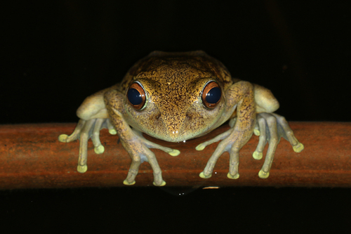 Goudot's Bright-eyed Frog
