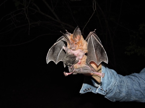 Photos of Golden Bat (Mimon bennettii) · iNaturalist