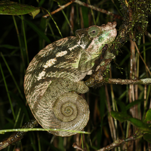 Globe-horned Chameleon