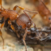 Myrmica americana - Photo (c) Clarence Holmes, όλα τα δικαιώματα διατηρούνται, uploaded by Clarence Holmes
