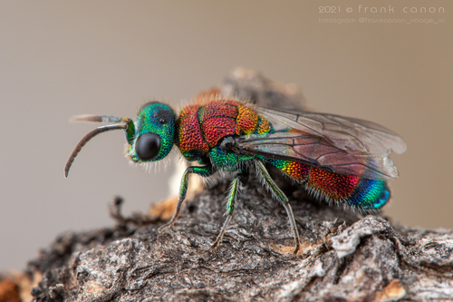 Viridula Species Group (Complex Viridula group) · iNaturalist