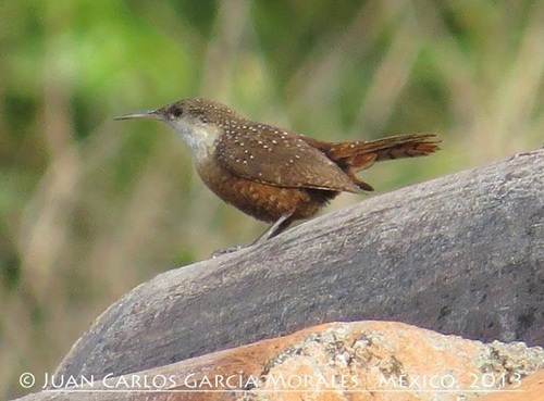 Canyon Wren