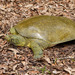 Spiny Softshell - Photo (c) Steven Wang, all rights reserved, uploaded by Steven Wang
