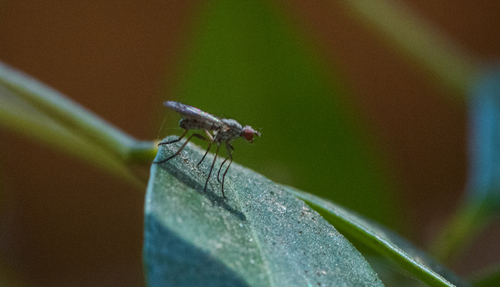 photo of Flies (Diptera)