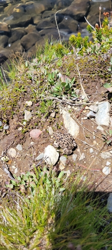 iNaturalist observation photo of Yosemite Toad