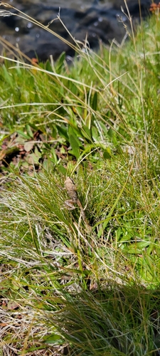 iNaturalist observation photo of Frogs and Toads