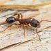 Eroded Ant - Photo (c) Clarence Holmes, all rights reserved, uploaded by Clarence Holmes